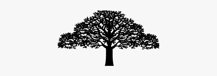 Oak, HD Png Download, Free Download