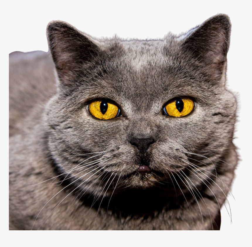 Cat Animal Eyes Yellow Kitty Kitten Close Up Face Head, HD Png Download, Free Download