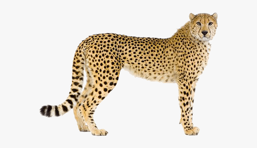 Cheetah Pictures With White Background, HD Png Download - kindpng