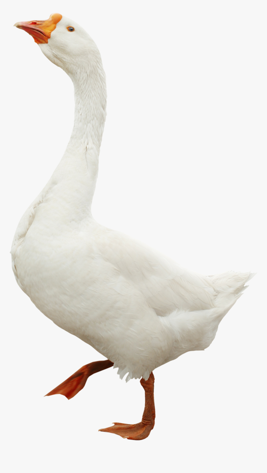 White Goose, HD Png Download, Free Download