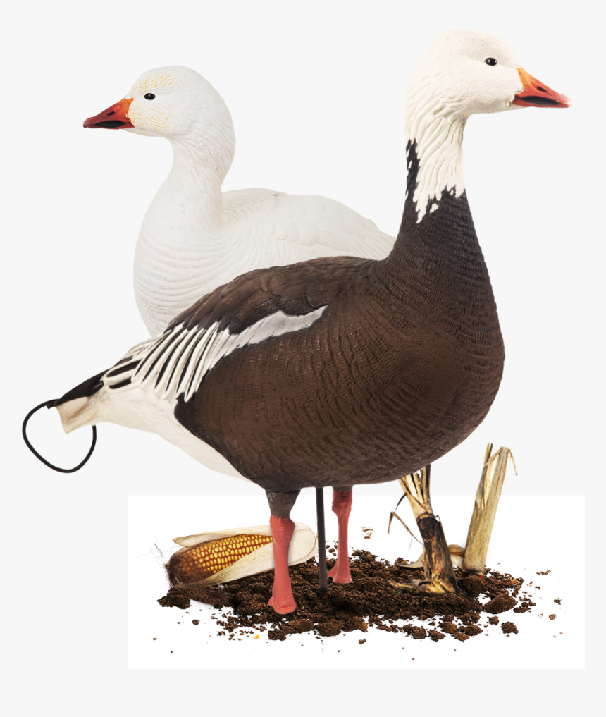 Geese Png, Transparent Png, Free Download