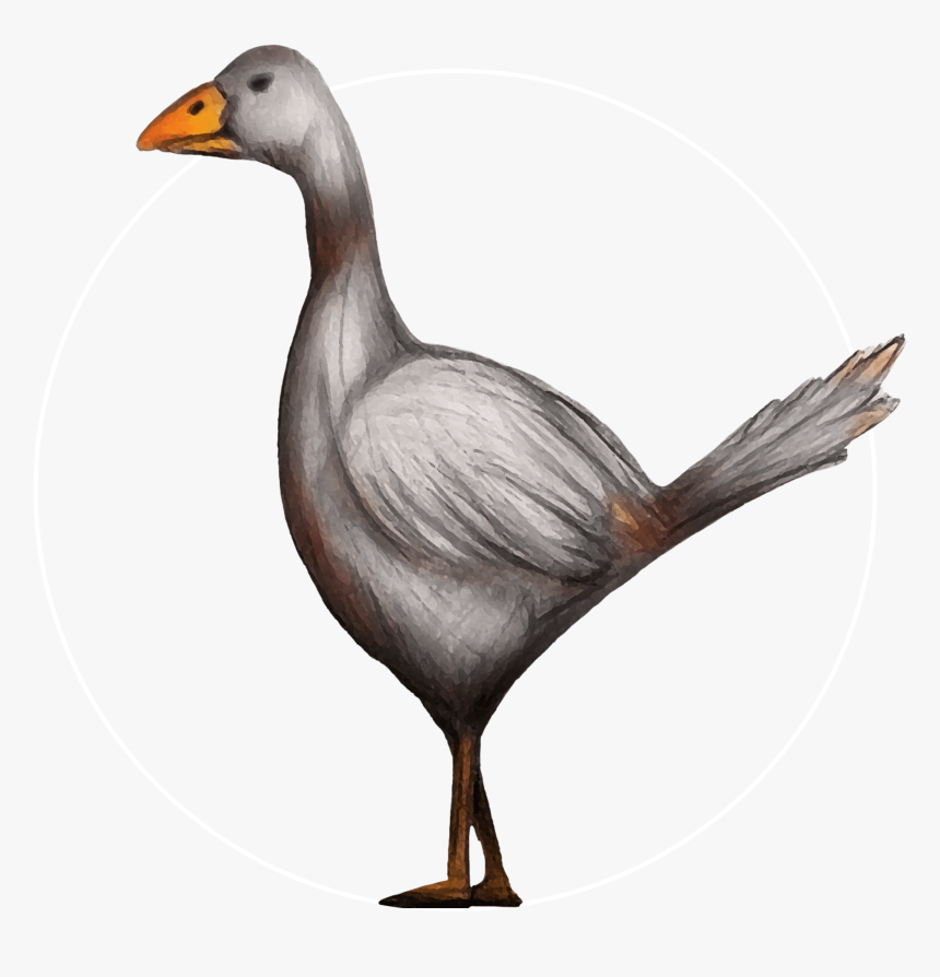 Attribute Motif Kars Goose White - Duck, HD Png Download, Free Download
