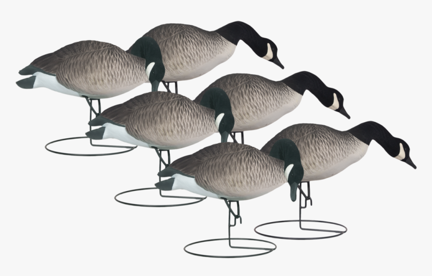 Canada Goose, HD Png Download, Free Download