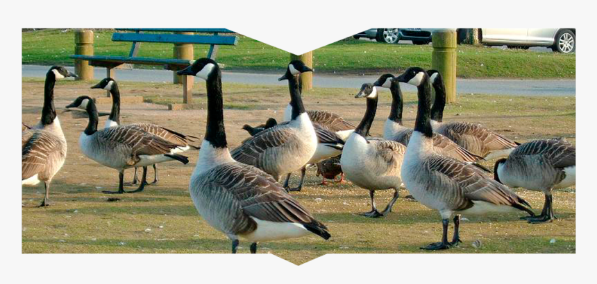 A Gaggle Of Geese - Canada Goose, HD Png Download, Free Download