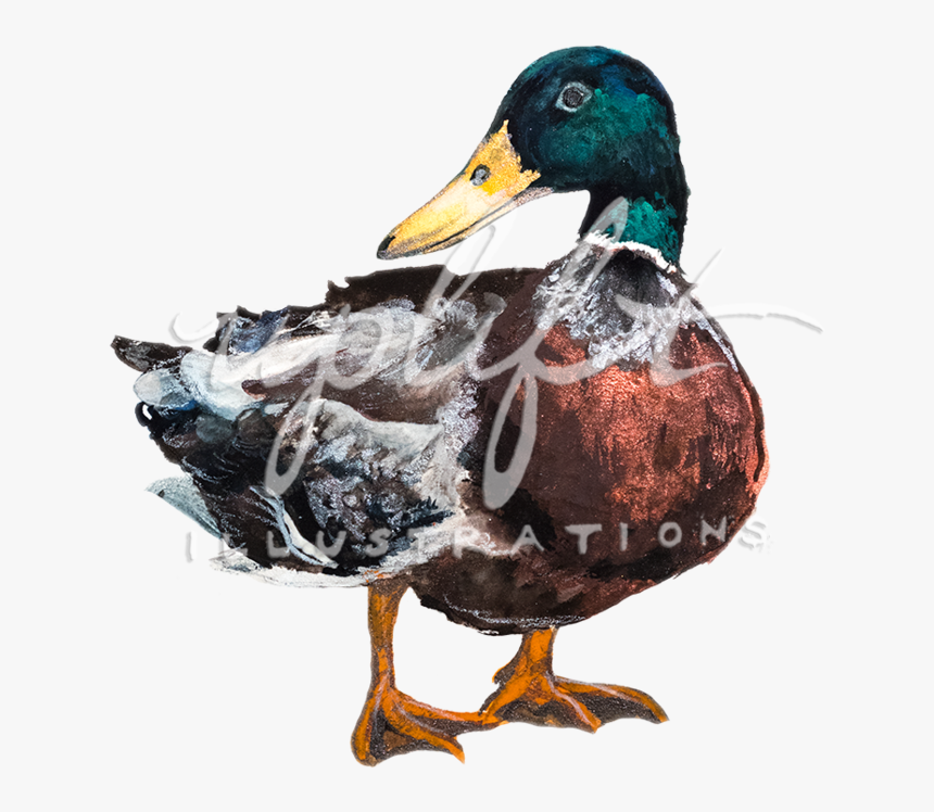 Duck, HD Png Download, Free Download