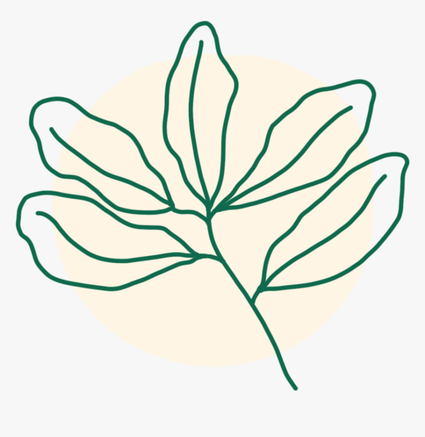 Live Oak Illustration - Illustration, HD Png Download, Free Download