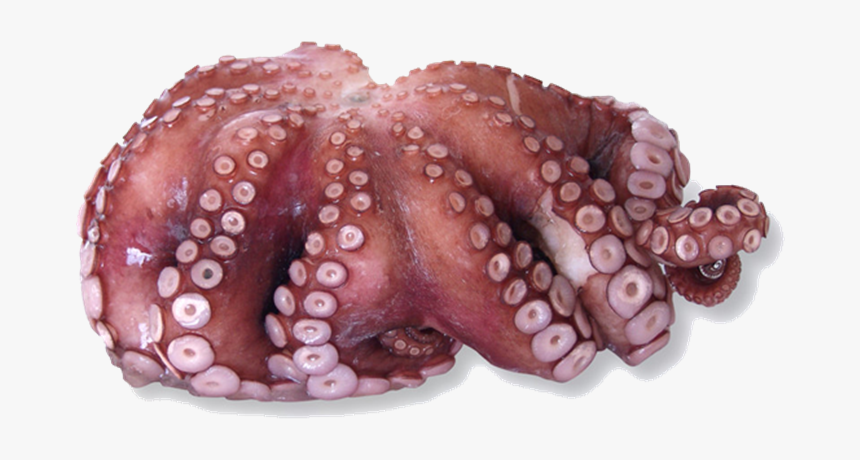 Octopus In Fish Marker, HD Png Download, Free Download