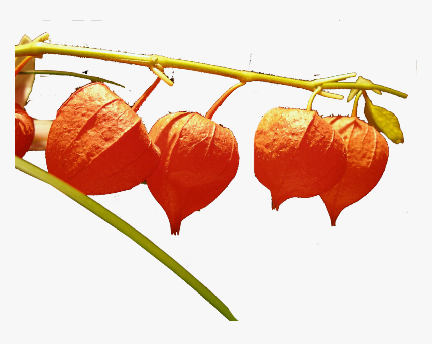 Chinese Lantern Flowers Png Image File - Chinese Lantern Flower, Transparent Png, Free Download