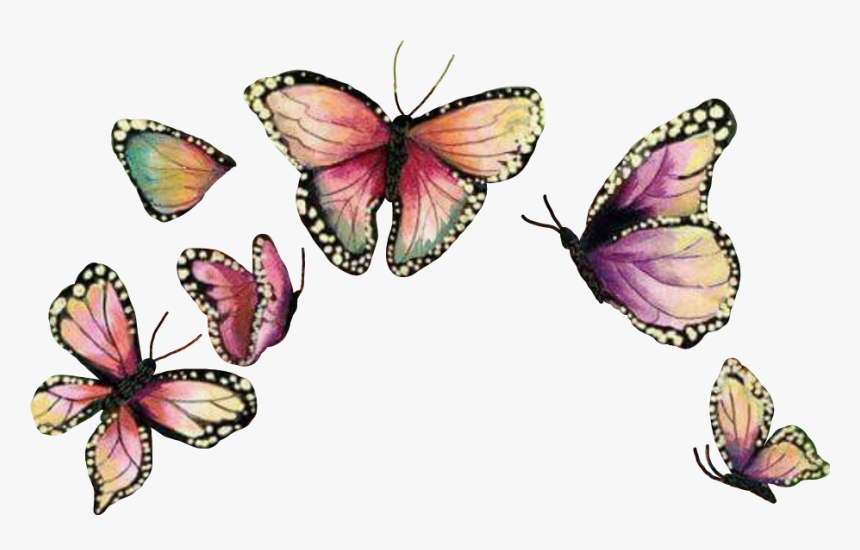 Butterflywings Mariposa Sticker Report - Swallowtail Butterfly, HD Png Download, Free Download