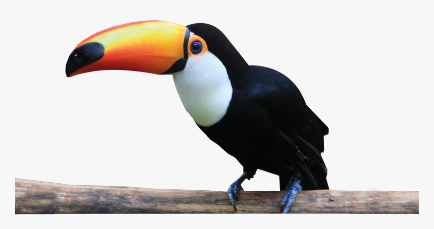 Toucan , Png Download - Toucan, Transparent Png, Free Download
