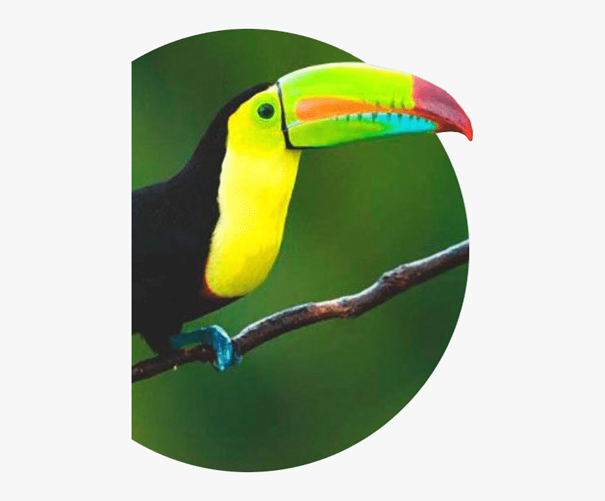 Tucanes De Costa Rica, HD Png Download, Free Download