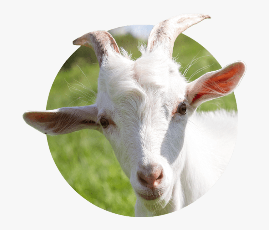 Goat Milk Png, Transparent Png, Free Download