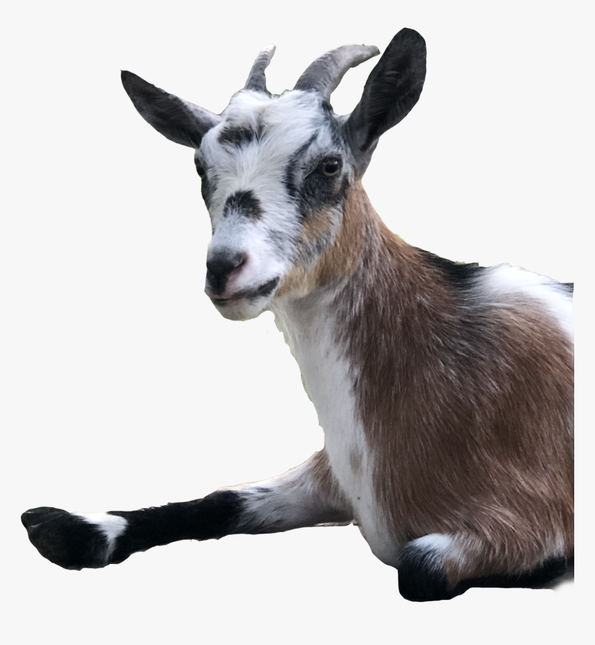 Goat, HD Png Download, Free Download