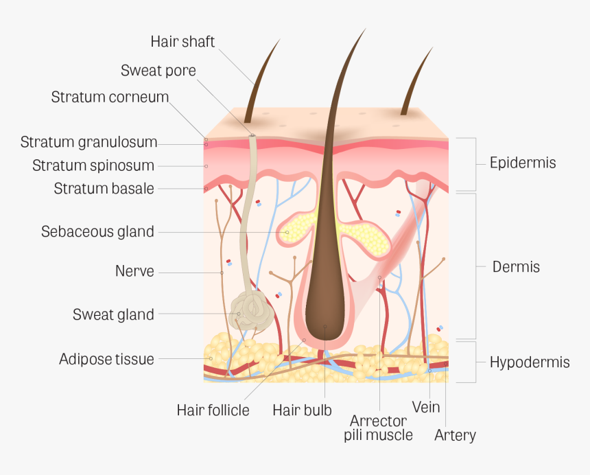 Arm Skin Diagram Wiring Diagram Lip Skin Diagram Skin - Adipose Tissue On Hair, HD Png Download, Free Download