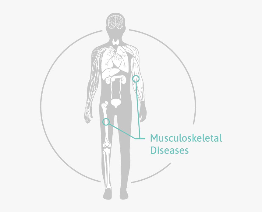 Osteomir Microrna Biomarkers Of Bone Quality - Illustration, HD Png Download, Free Download