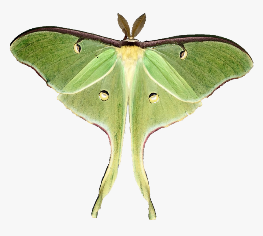 Image - Chinese Moon Moth Drawing, HD Png Download, Free Download