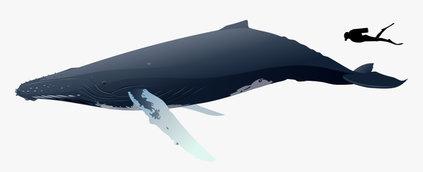 Thumb Image - Human Humpback Whale Size, HD Png Download, Free Download