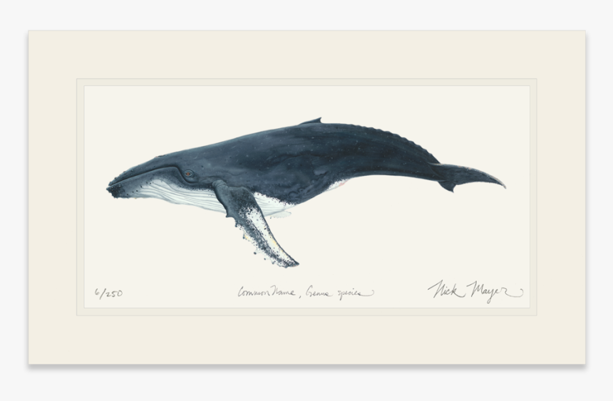 Humpback Whale - Humpback Whale Painting, HD Png Download, Free Download