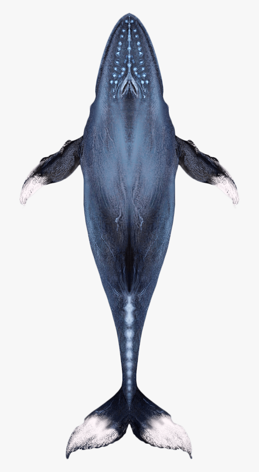 Humpback Whale , Png Download - Humpback Whale, Transparent Png, Free Download