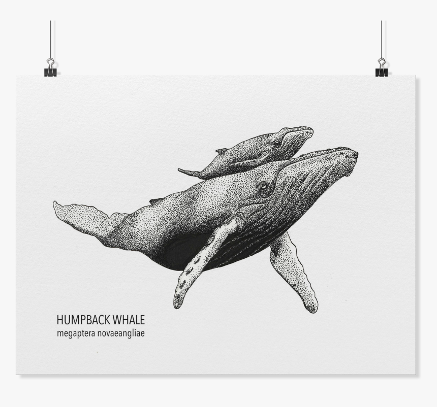 Humpback Whale Artposter, HD Png Download, Free Download