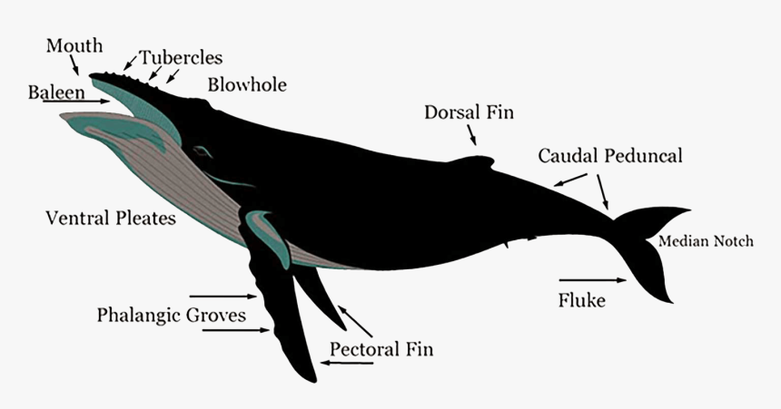 Image - Features Of A Humpback Whale, HD Png Download, Free Download