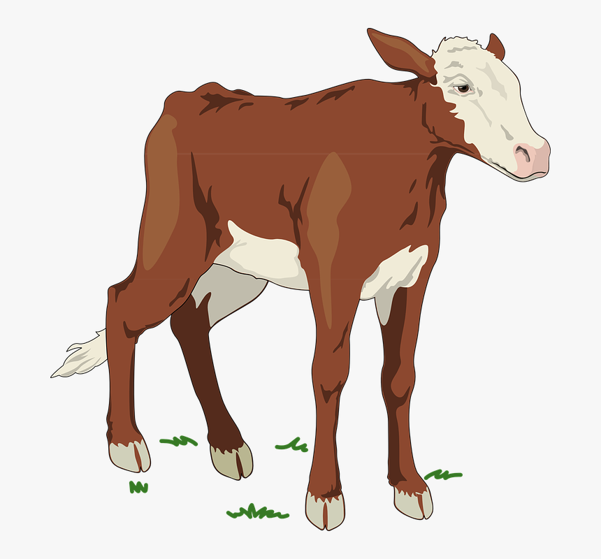 Cows From Animal Farm, HD Png Download, Free Download