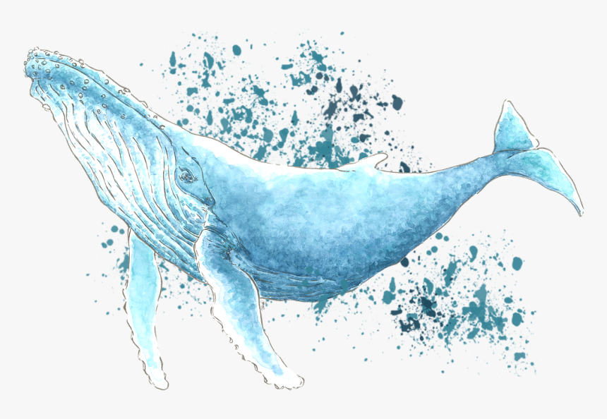 High Resolution Whale Art, HD Png Download, Free Download
