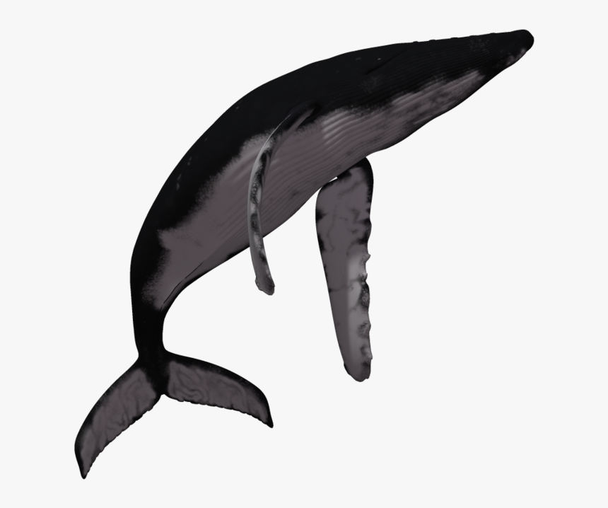 Download Whale Fish Png Transparent Images Transparent - Humpback Whale Transparent Background, Png Download, Free Download