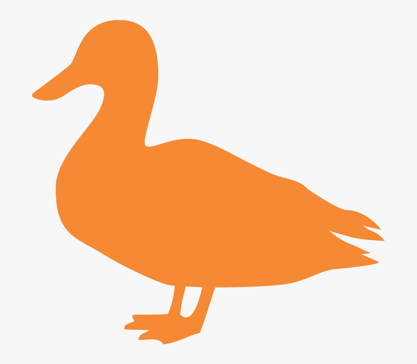 Duck, HD Png Download, Free Download