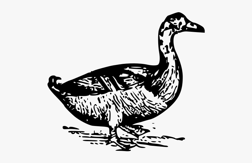 Duck Png Images - La Pava Aliblanca Para Colorear, Transparent Png, Free Download