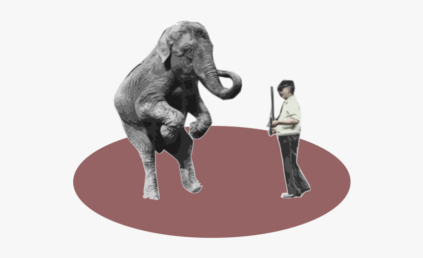 Circus Trainer In A Circle - Indian Elephant, HD Png Download, Free Download