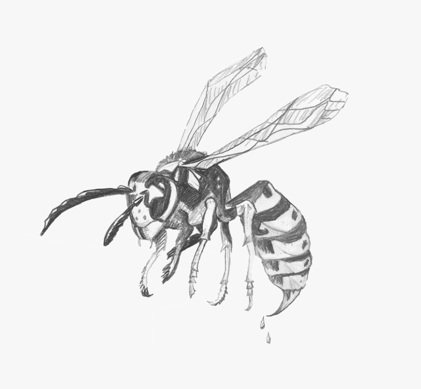 Drawing Insect Yellow Jacket Wasp - Transparent Wasp Black And White Clipart Png, Png Download, Free Download