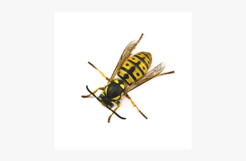 Yellow Jacket Exterminator - Wasp, HD Png Download, Free Download