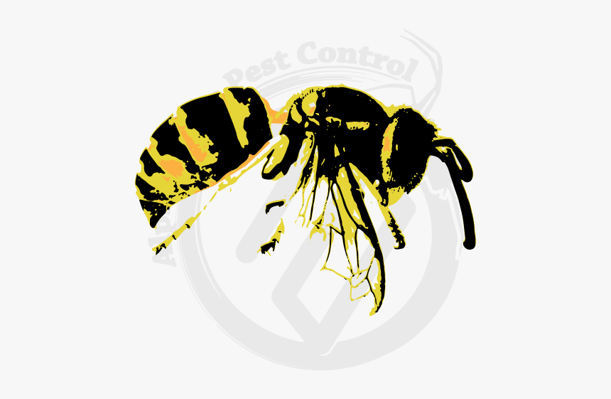 Yellow Jacket Wasp, HD Png Download, Free Download