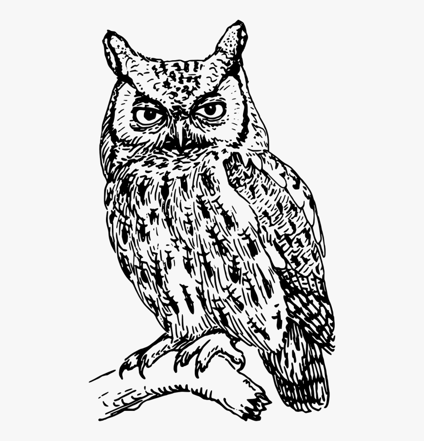 Owl Bird Branch - Clip Art Black And White Owl, HD Png Download, Free Download