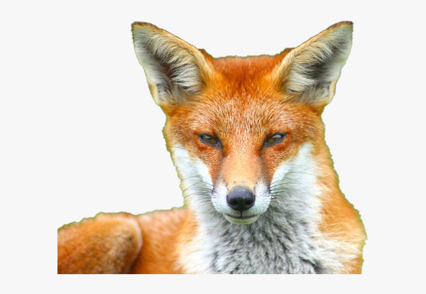 Fox Transparent Images - Festive Fox, HD Png Download, Free Download
