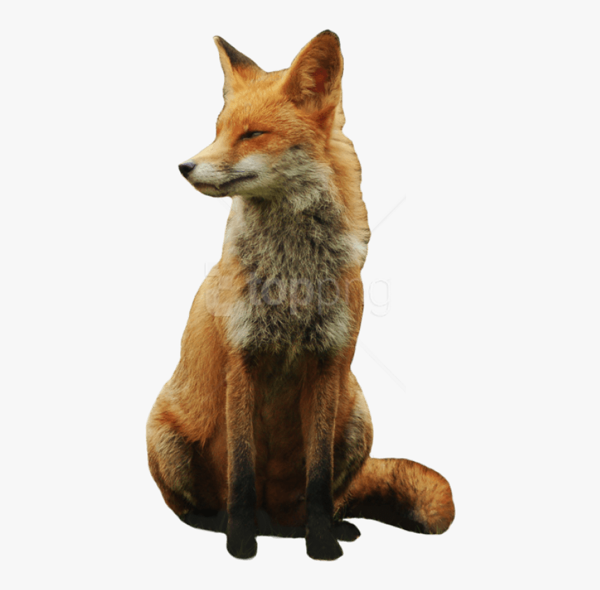 Download Fox Png Images Background - Fox With Transparent Background, Png Download, Free Download