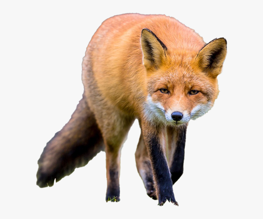 Fox No Background - Fox, HD Png Download, Free Download
