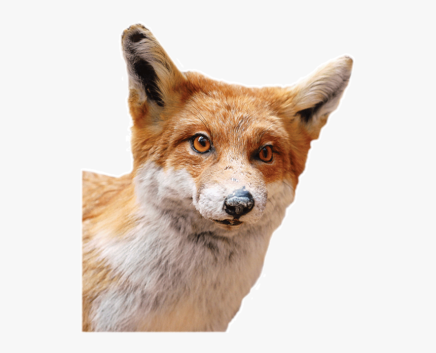 L-mnh - Swift Fox, HD Png Download, Free Download