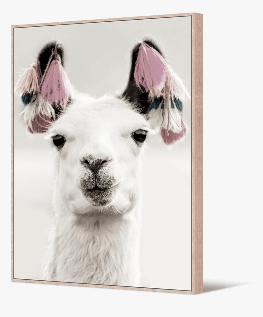 Lama Bolivia, HD Png Download, Free Download