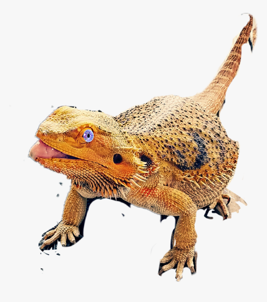 Bearded Dragon - Greater Short-horned Lizard, HD Png Download, Free Download
