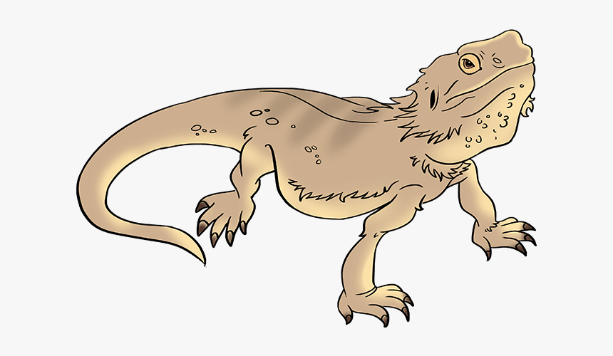 How To Draw Bearded Dragon Lizard - Iguana, HD Png Download, Free Download