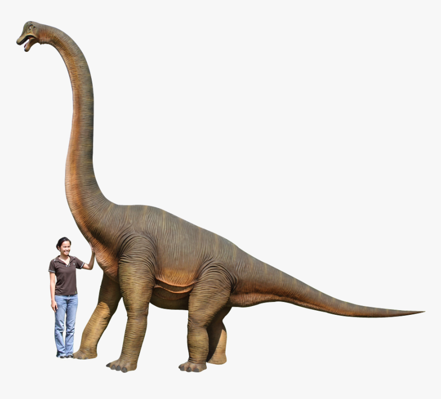 Dinosaur Brachiosaurus Hd , Png Download - Dinosaur Height And Weight, Transparent Png, Free Download