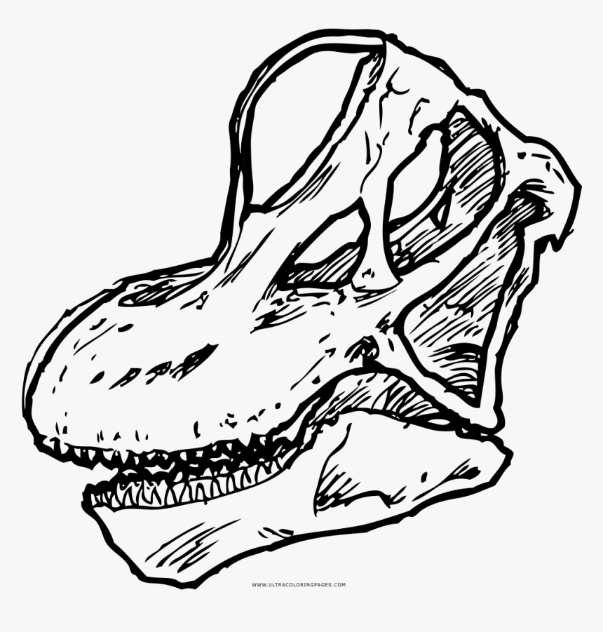 Brachiosaurus Skull Coloring Page - Brachiosaurus Skull Drawing, HD Png Download, Free Download