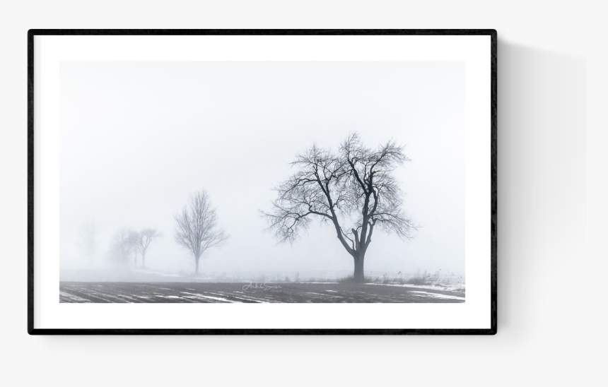 Lost In The Fog , Png Download - Oak, Transparent Png, Free Download