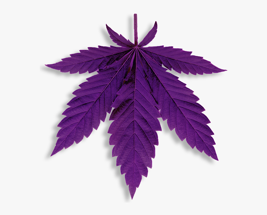 Https - //cbd Writer - Co - Uk/wp Canna Leaf - Cannabis, HD Png Download, Free Download