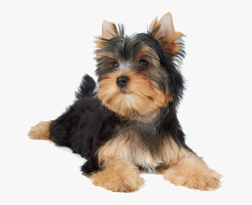 Small Dog Lying Down, HD Png Download, Free Download