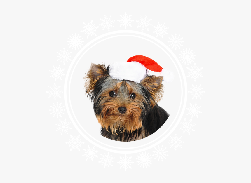 Yorkshire Terrier With Santa Hat, HD Png Download, Free Download