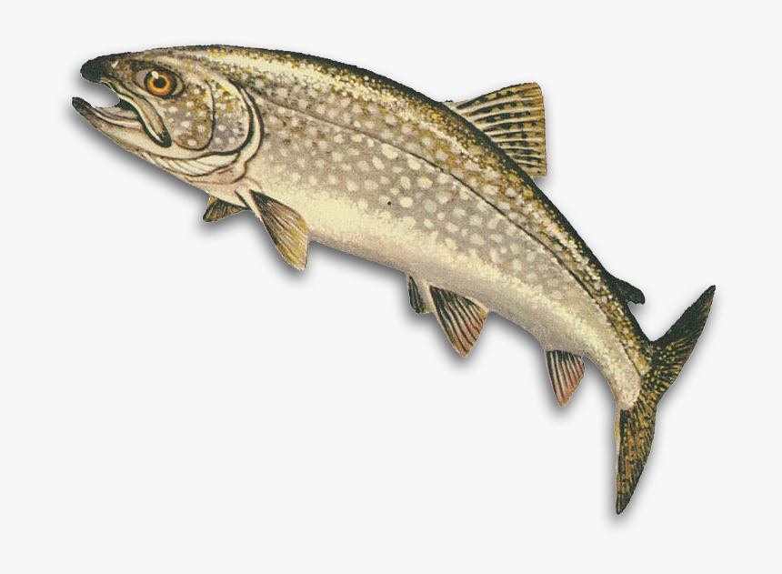 Walleye Fish Clipart Image Royalty Free Stock Hunting - Lake Trout Clipart, HD Png Download, Free Download