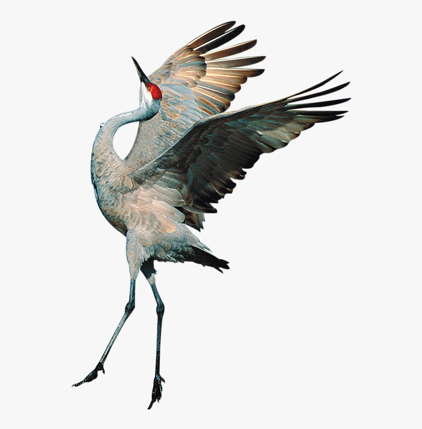 Sandhill Crane Clipart Transparent - Sandhill Crane Transparent Background, HD Png Download, Free Download